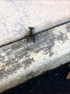 Crayfish at Shark Valley