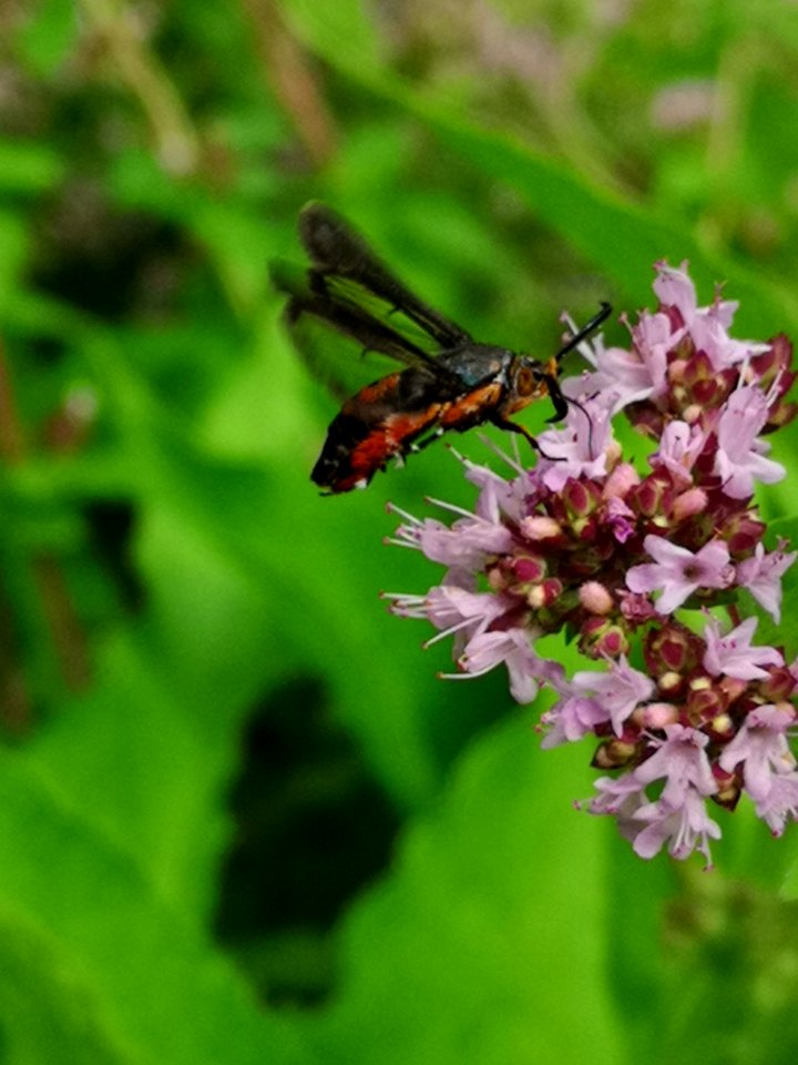 Squash vine borer moth (Melittia cucurbitae)