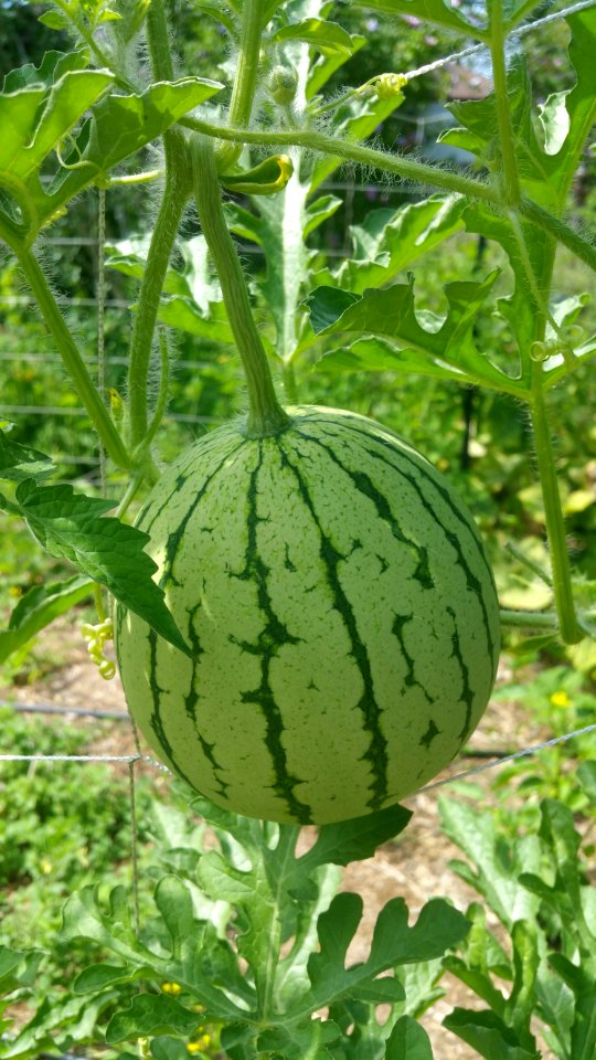 Early Moonbeam watermelon fattening up