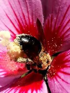 Bee visiting rose of Sharon Hibiscus syriacus covered in pollen photo