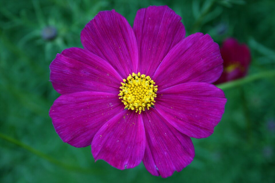 Pink flower gentle bloom
