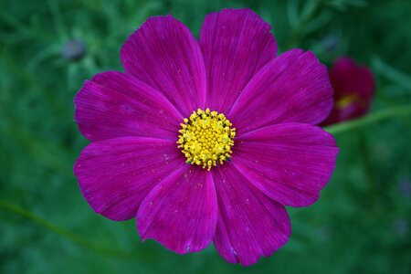 Pink flower gentle bloom