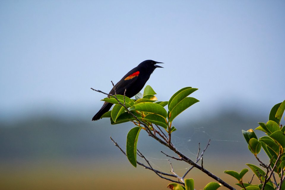 Red Winged Blackbird