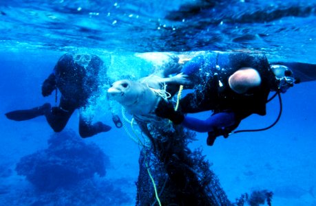 Freedom from Marine Debris photo