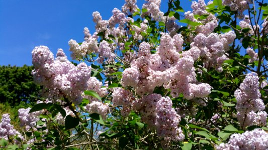 Lilac