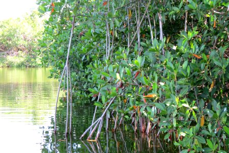 Mangroves at Paurotis Pond photo