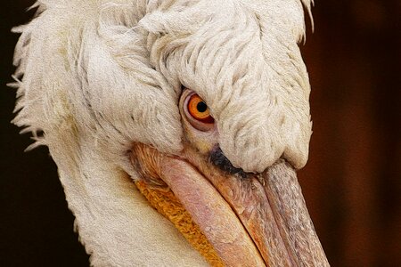 Water bird waterfowl birds photo