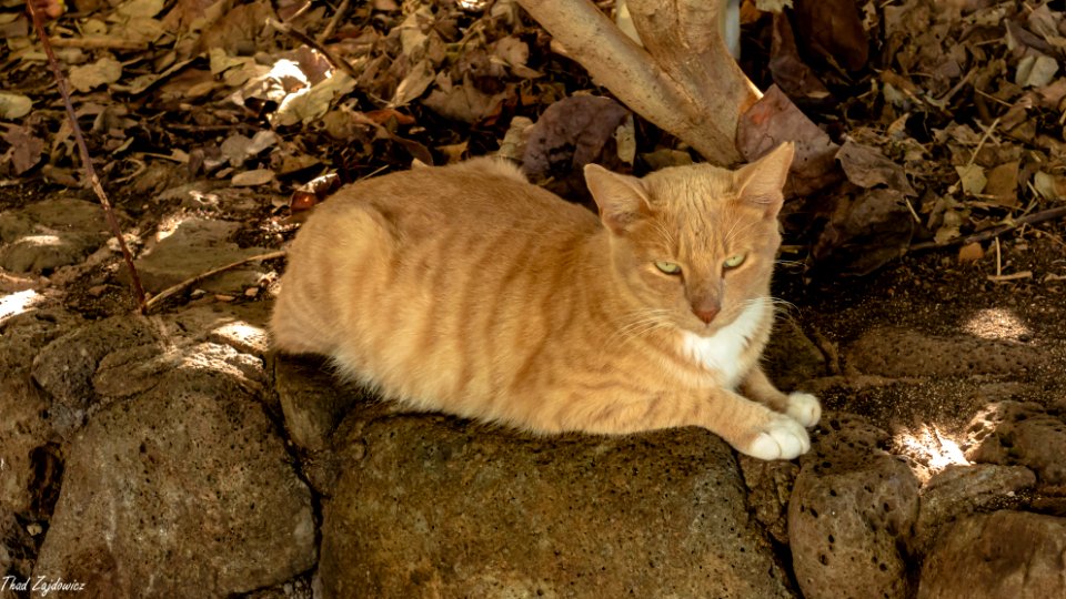 Feral cat