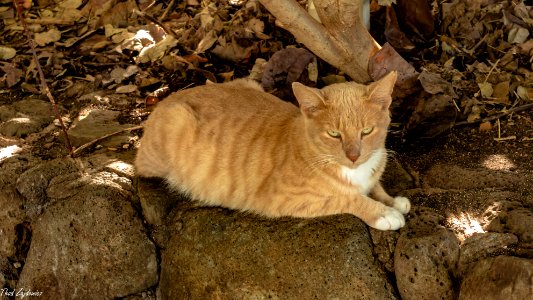 Feral cat photo
