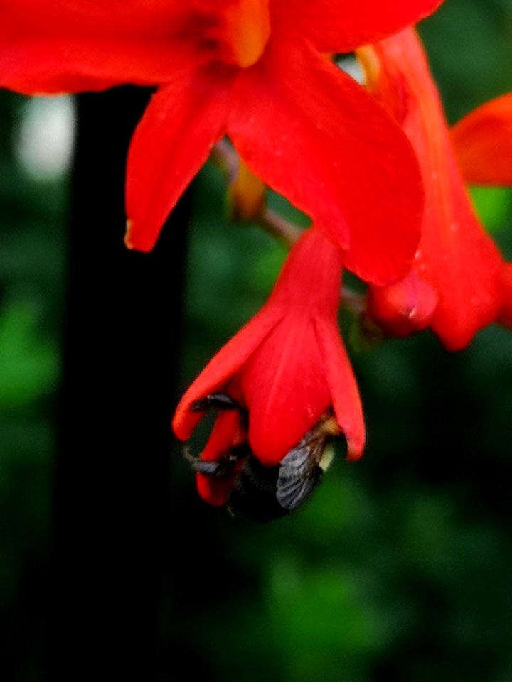 Bumblebee visiting Crocosmia x curtonus 'Lucifer'