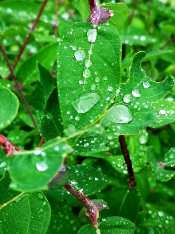 Raindrops on honeyberry (Lonicera caerulea) leaves. The water beads up like the lotus effect (like on lady's mantle)