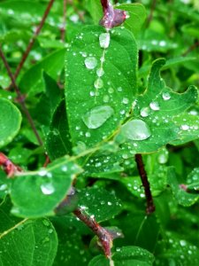 Raindrops on honeyberry (Lonicera caerulea) leaves. The water beads up like the lotus effect (like on lady's mantle)