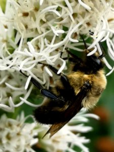 Bumblebees visiting gayfeather Liatris spicata ('Floristan White') photo