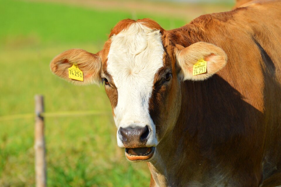 Cute ruminant meadow