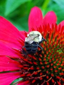 More bumblebee visits to Echinacea 'Cheyenne Spirit'