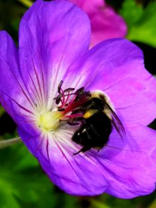 Bumblebee visiting cranesbill Geranium Azure Rush