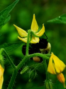 Bumblebee visiting tomato (Solanum lycopersicum) flowers
