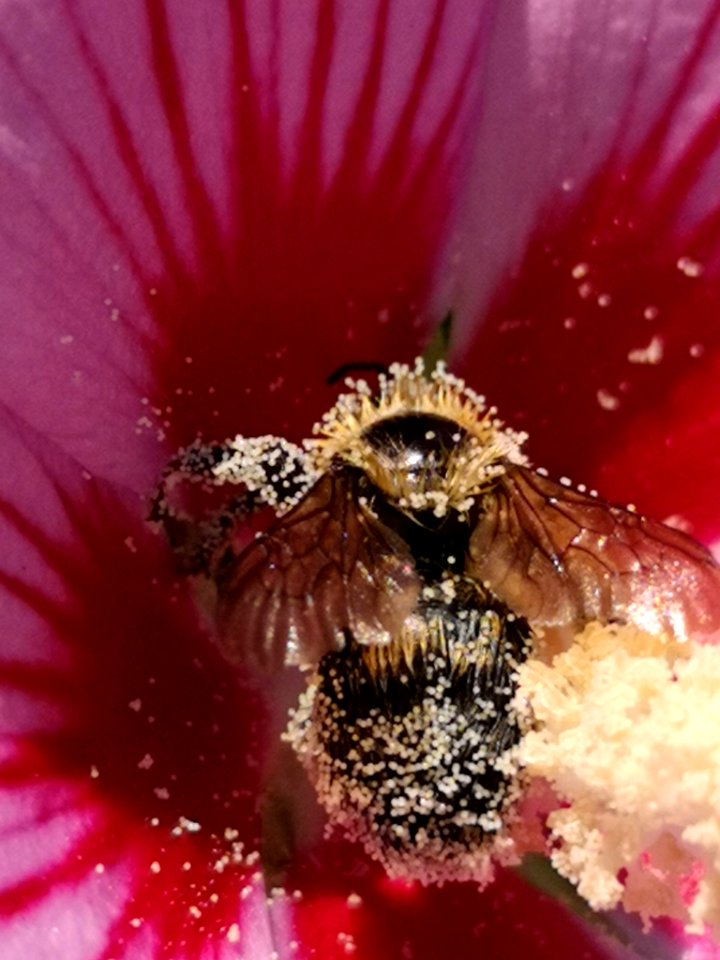 Bee visiting rose of Sharon Hibiscus syriacus covered in pollen