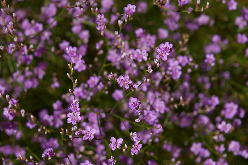 Purple tender filigree