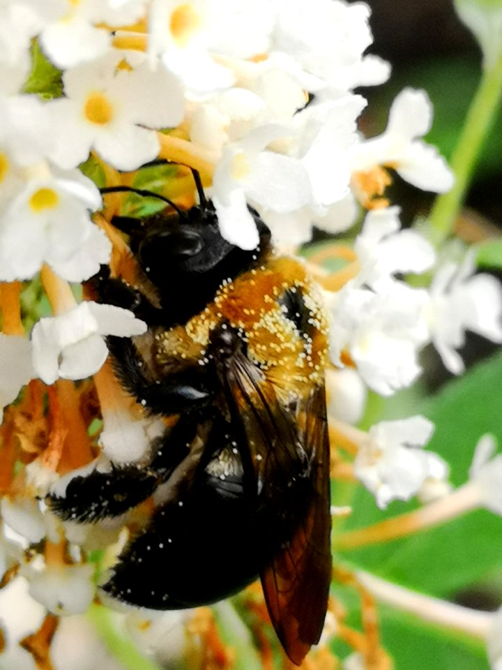 Carpenter bee Xylocopa virginica nectar robbing butterfly bush Buddleja