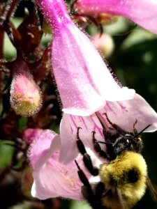 Bumblebee visiting hybrid beardtongue Penstemon Dark Towers photo