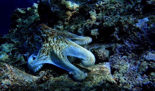 octopus pacific