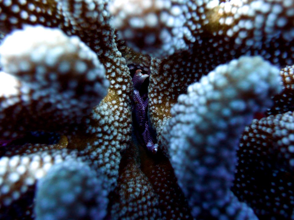 hideandseekcoralsweek