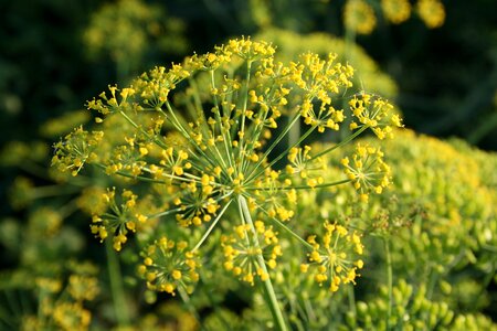 Spice yellow bloom