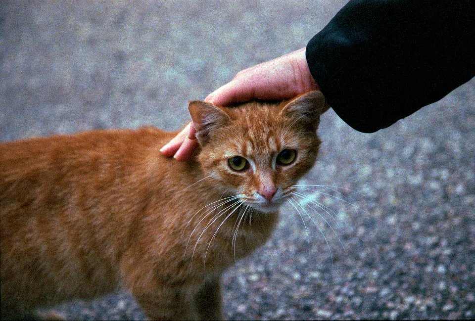 ginger stray cat photo