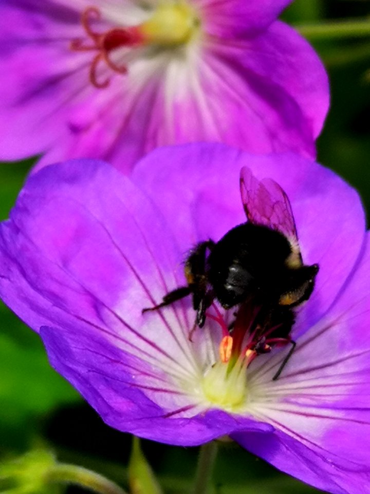 Bumblebee visiting cranesbill Geranium Azure Rush