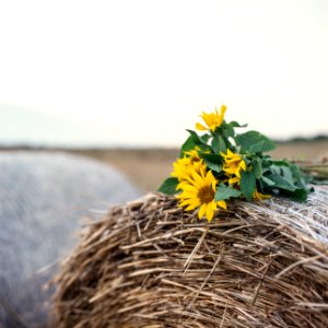 sunflowers on the hay photo