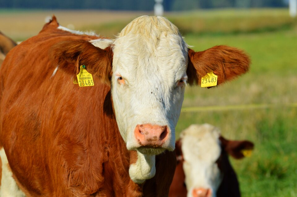 Cute ruminant meadow