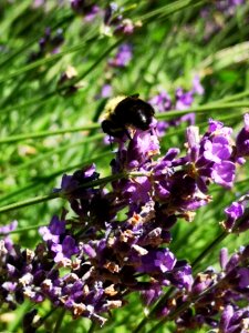 Lavender (Lavandula) flowers with bumblebee visiting