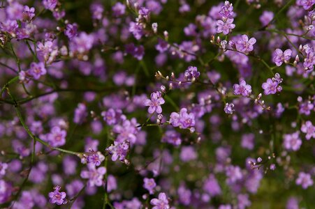Purple tender filigree