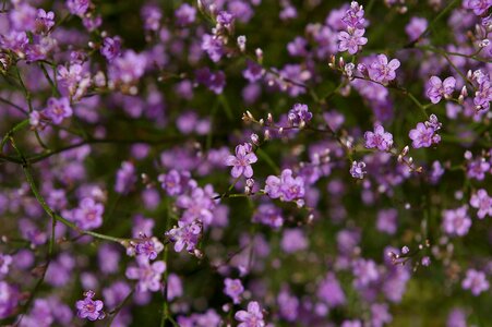 Purple tender filigree photo