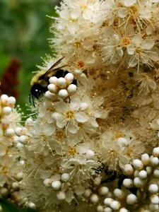 Bumblebee (Bombus sp.) visiting false spirea (Sorbaria sorbifolia 'Sem') flowers