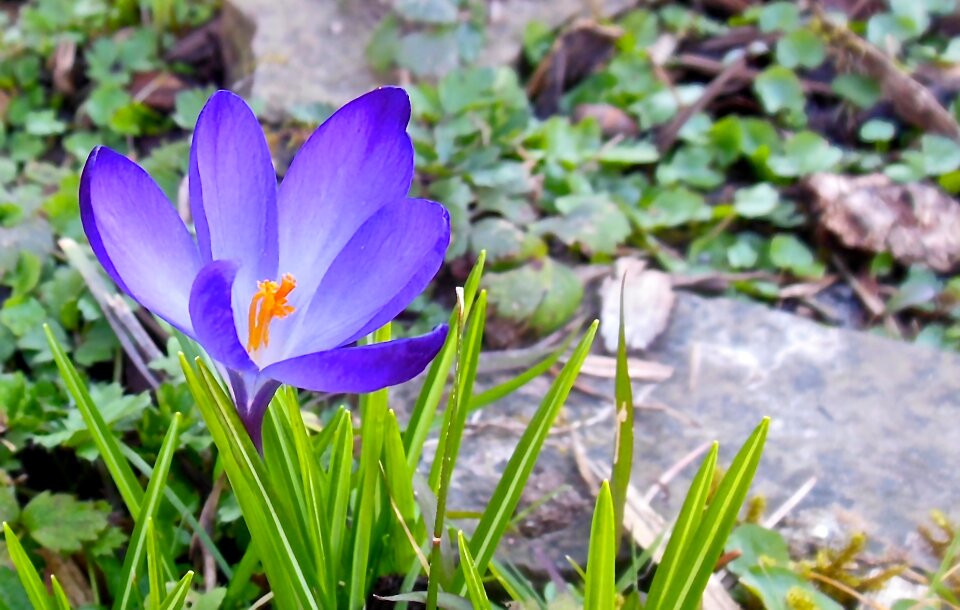 Nature plant violet
