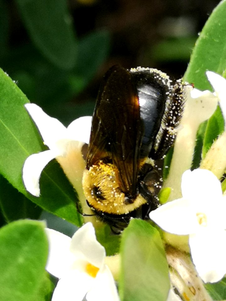 Carpenter bee nectar robbing Daphne (hybrid Eternal Fragrance) flowers, with pollen