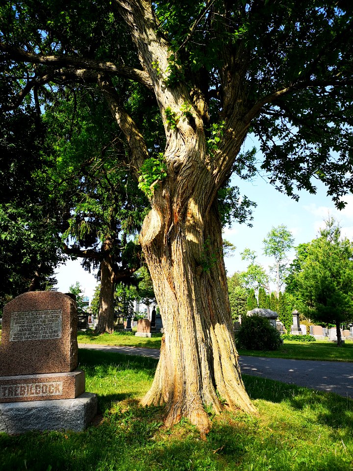 Osage orange (Maclura pomifera)