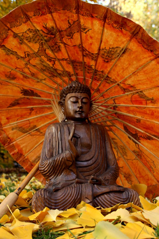 Buddha under a ginko tree