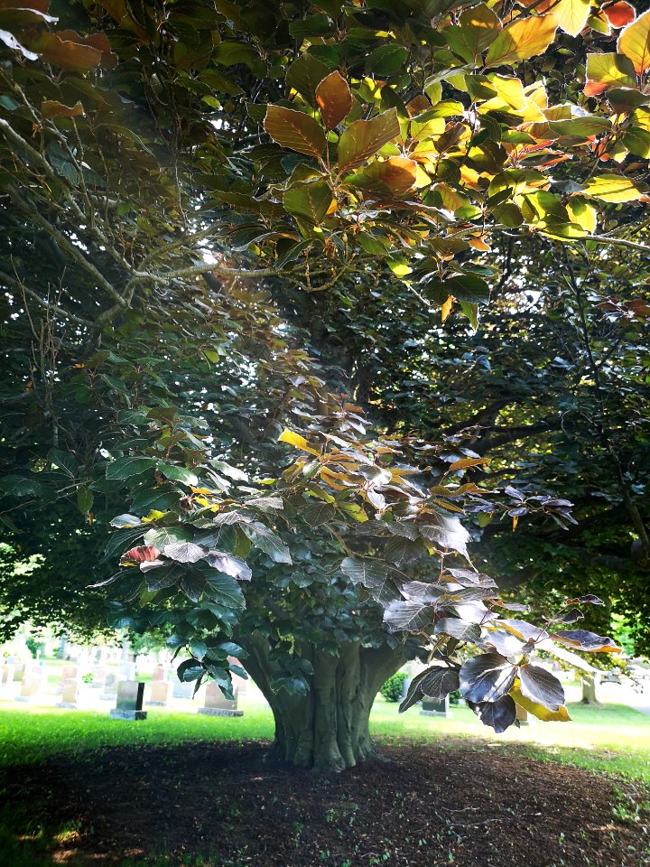European beech (Fagus sylvatica)