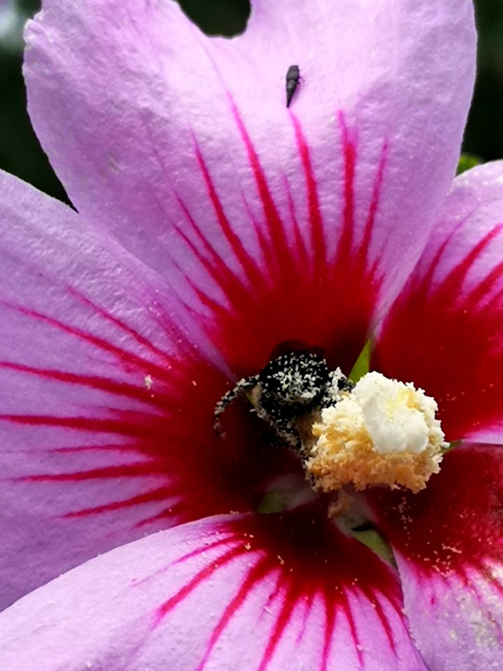 Honeybee with pollen in rose of Sharon (Hibiscus syriacus)