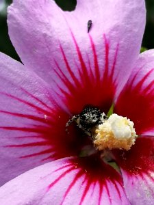 Honeybee with pollen in rose of Sharon (Hibiscus syriacus)
