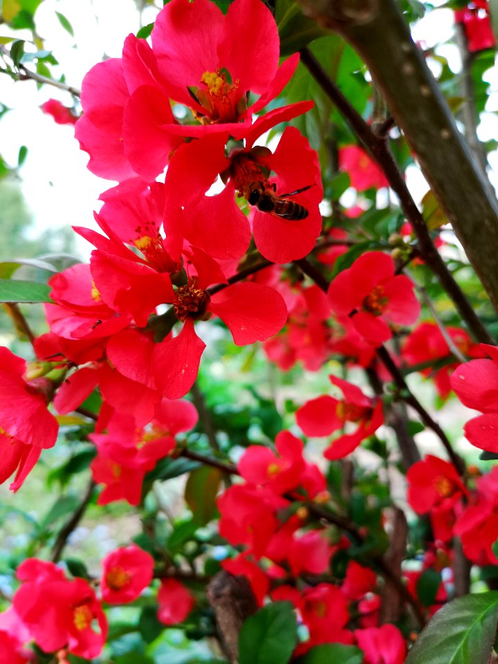 Flowering quince