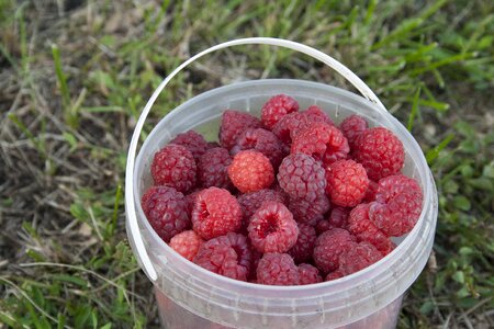Berry berries of a raspberry ripe raspberry