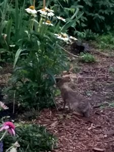 Bunny eating coneflower (Echinacea) leaves
