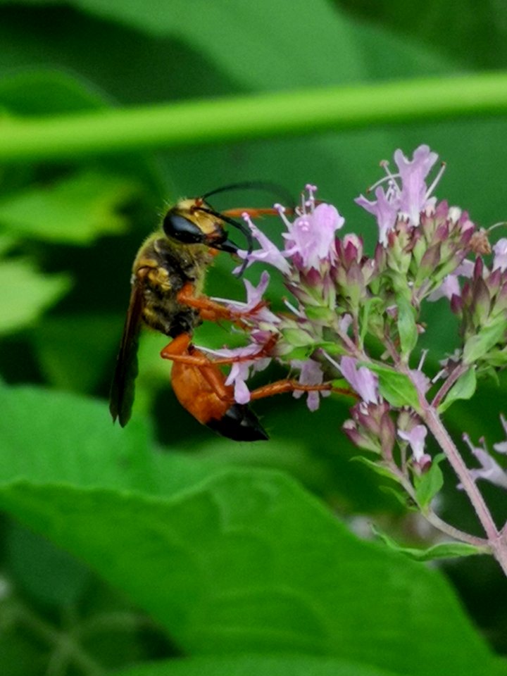 Great golden sand digger wasp Sphex ichneumoneus visiting oregano Origanum vulgare