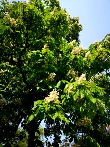 Horsechestnut (Aesculus hippocastanum)