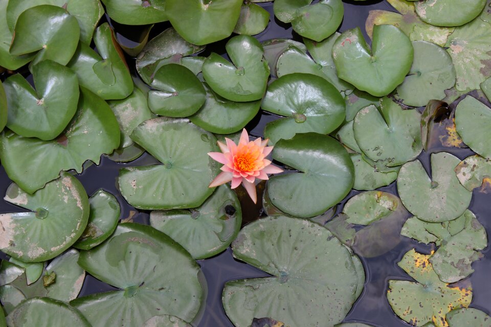 Nature plant lotus