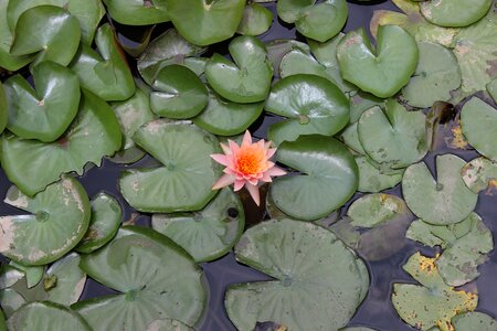 Nature plant lotus